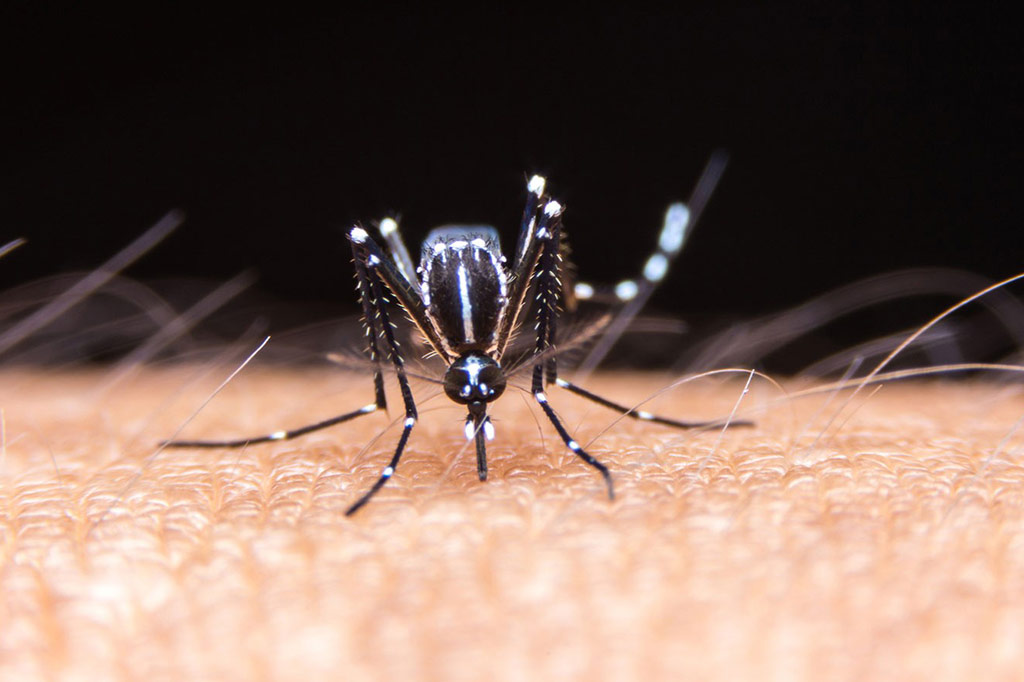 Dengue may provide immunity against Covid-19