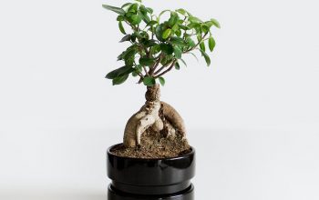 Bonsai – a forest decoration in your house with having multiple benefits