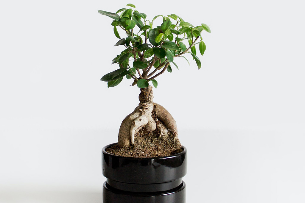 Bonsai – a forest decoration in your house