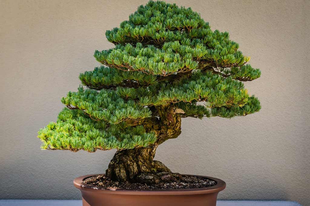 Bonsai is a part of interior decoration today