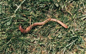 Unexpected presence of earthworms in North Pole may cause changes in ecosystems