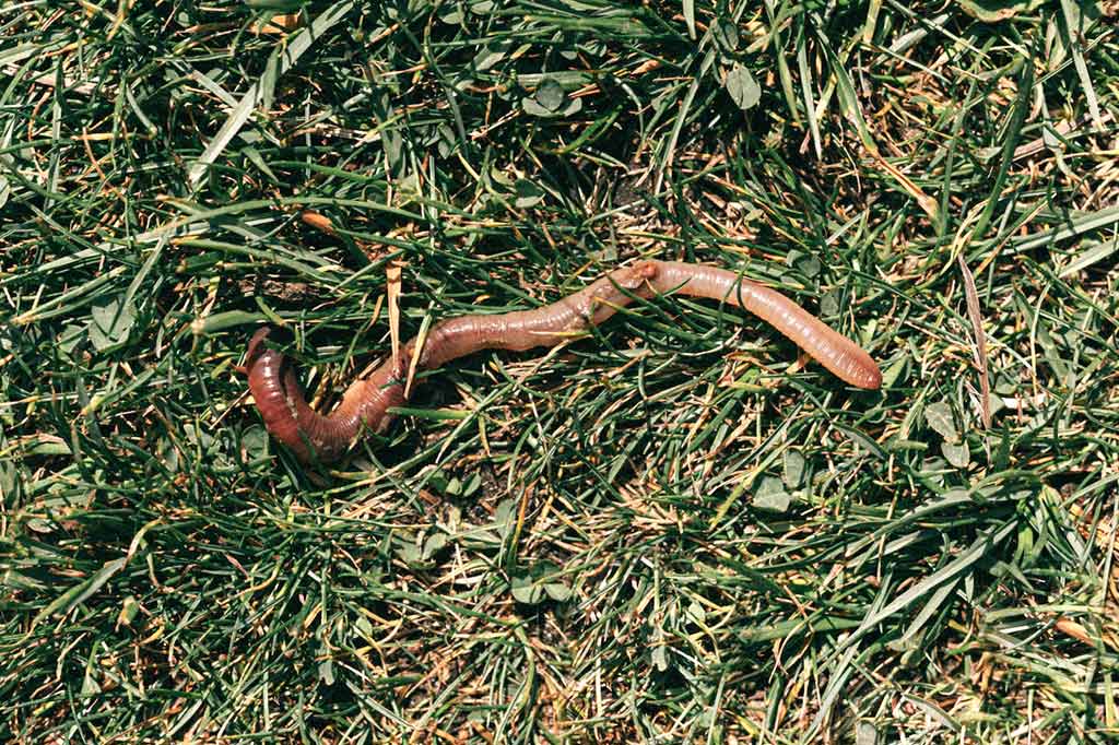 The unexpected presence of earthworms at the North Pole may cause changes in ecosystems
